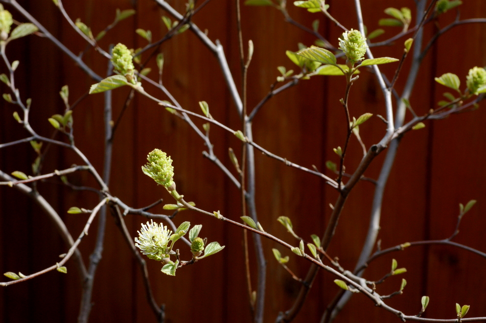 Witch Alders Fothergilla Rotary Botanical Gardens