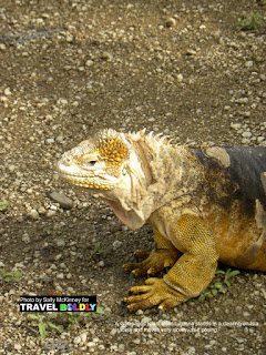 Travel Boldly Galapagos Island - his land iguana stands in a clearing on Isla Isabela and moves very slowly, as if posing.