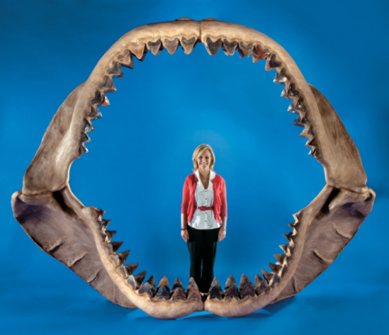 mandibula+de+megalodon.jpg