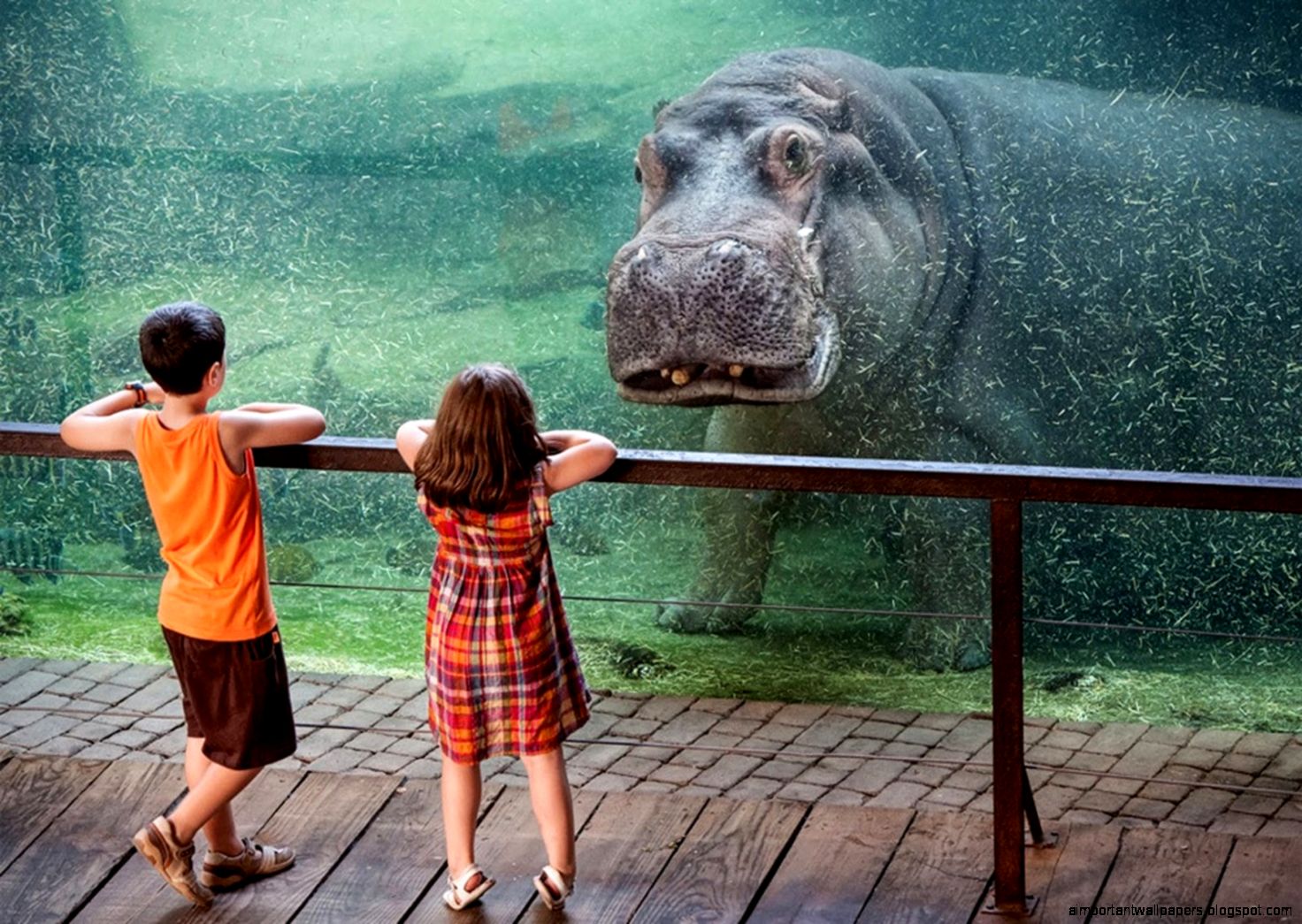 Hippopotamus Wallpapers Collection 26 Hippopotamus Wallpapers Collection 26