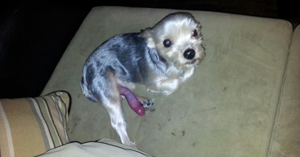 WTF hat dieser Hund? think320