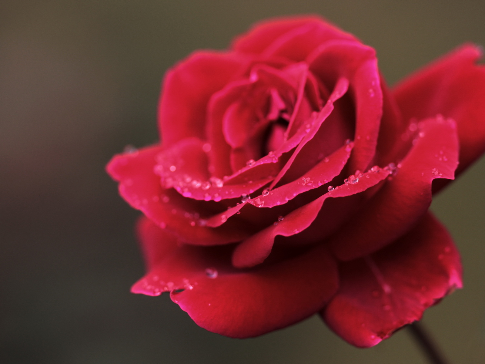 Resultado de imagen de rosas rojas bonitas