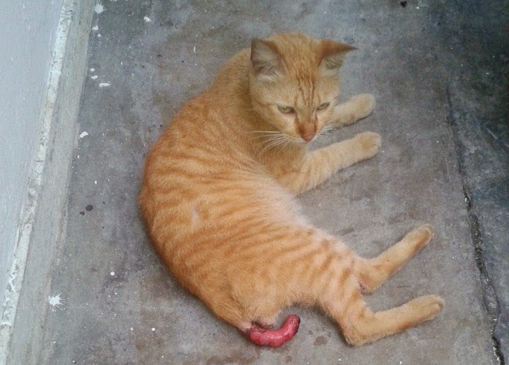 Malang Nasib Seekor Kucing Apabila Ekornya Dibakar Malang Nasib Seekor Kucing Apabila Ekornya Dibakar
