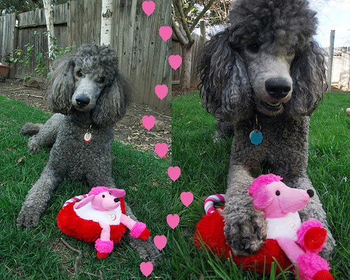 Valentine's Day dog