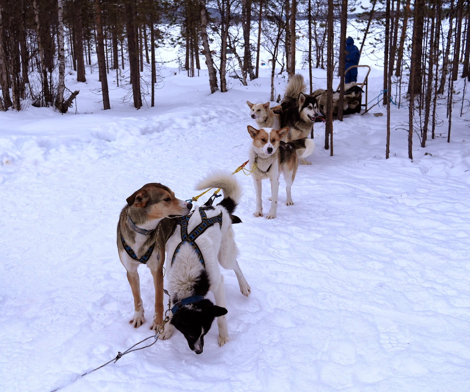 Jamie Husky Dog Sledding in Finland