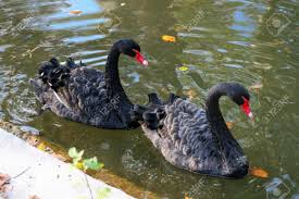 BLACK swans