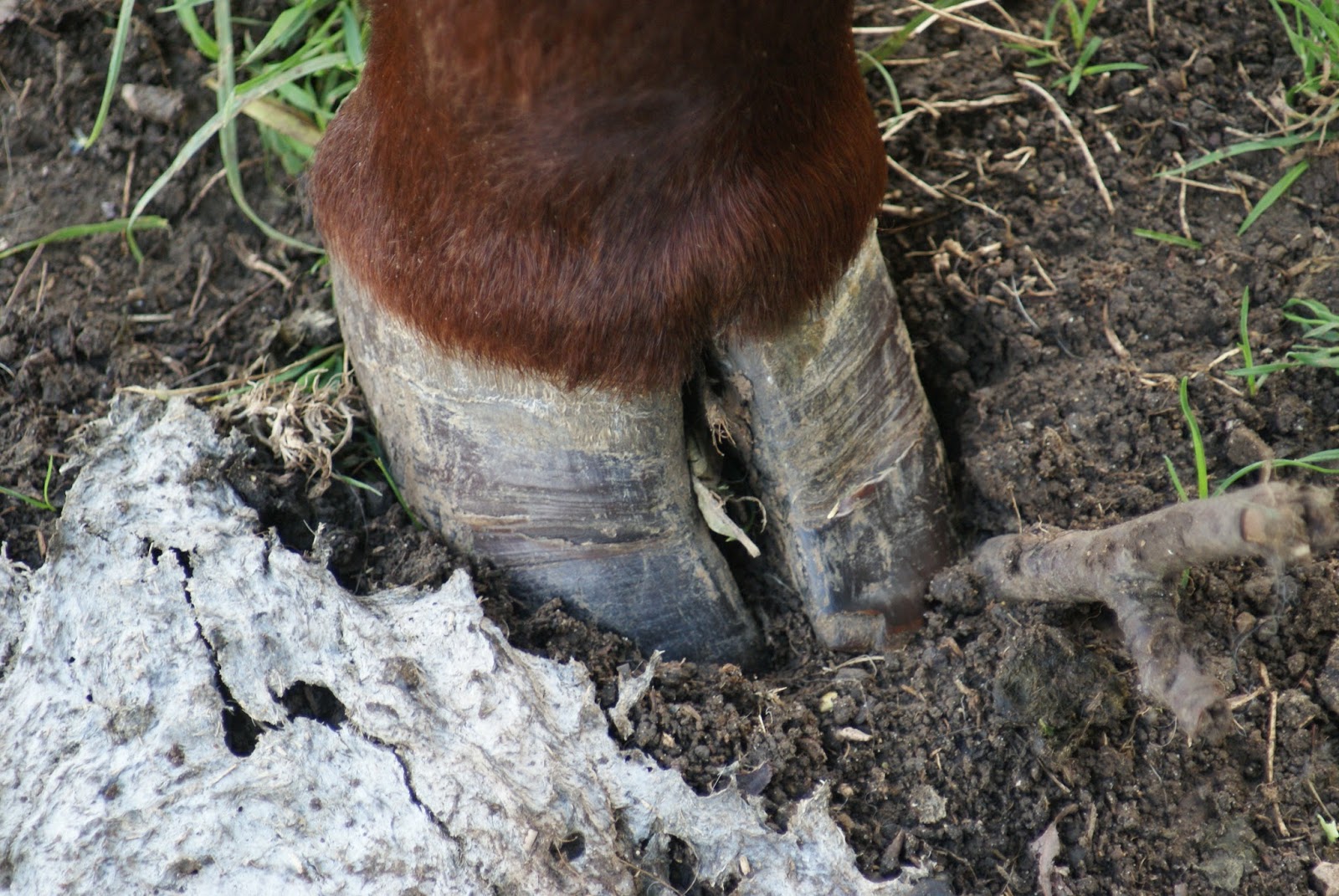 Hoof diseases in dairy cattle pictures - brown photo album ... cows hooves diagrams 