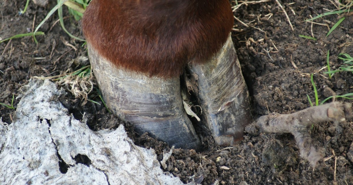 Treating a lame cow for interdigital dermatitis Vet in Training