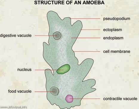 EXO BIOTION: PROTOZOA (LAPORAN PRAKTIKUM I) diagram euglena sp 