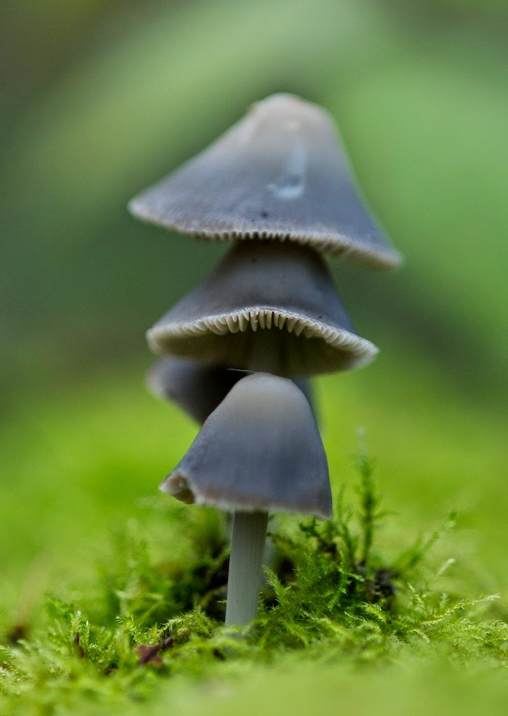 Matt's Photos Badgers