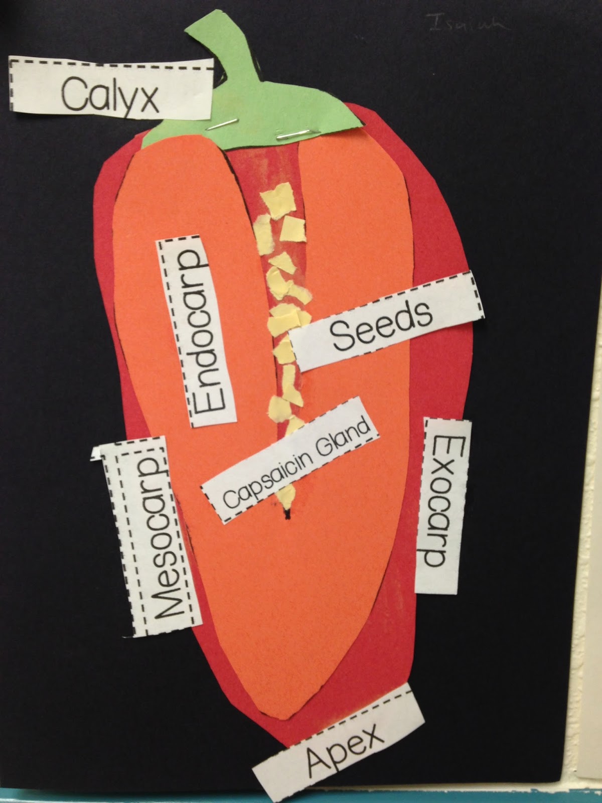Scissors and Crayons GREEN Chile (aka Pepper Science Unit)