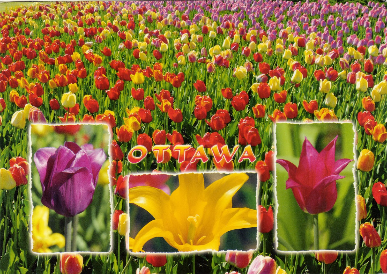Canadian Tulip Festival