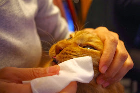 なんりひでこの猫よろず相談 その8 老猫ケアや日頃心がけたいことを教えてください