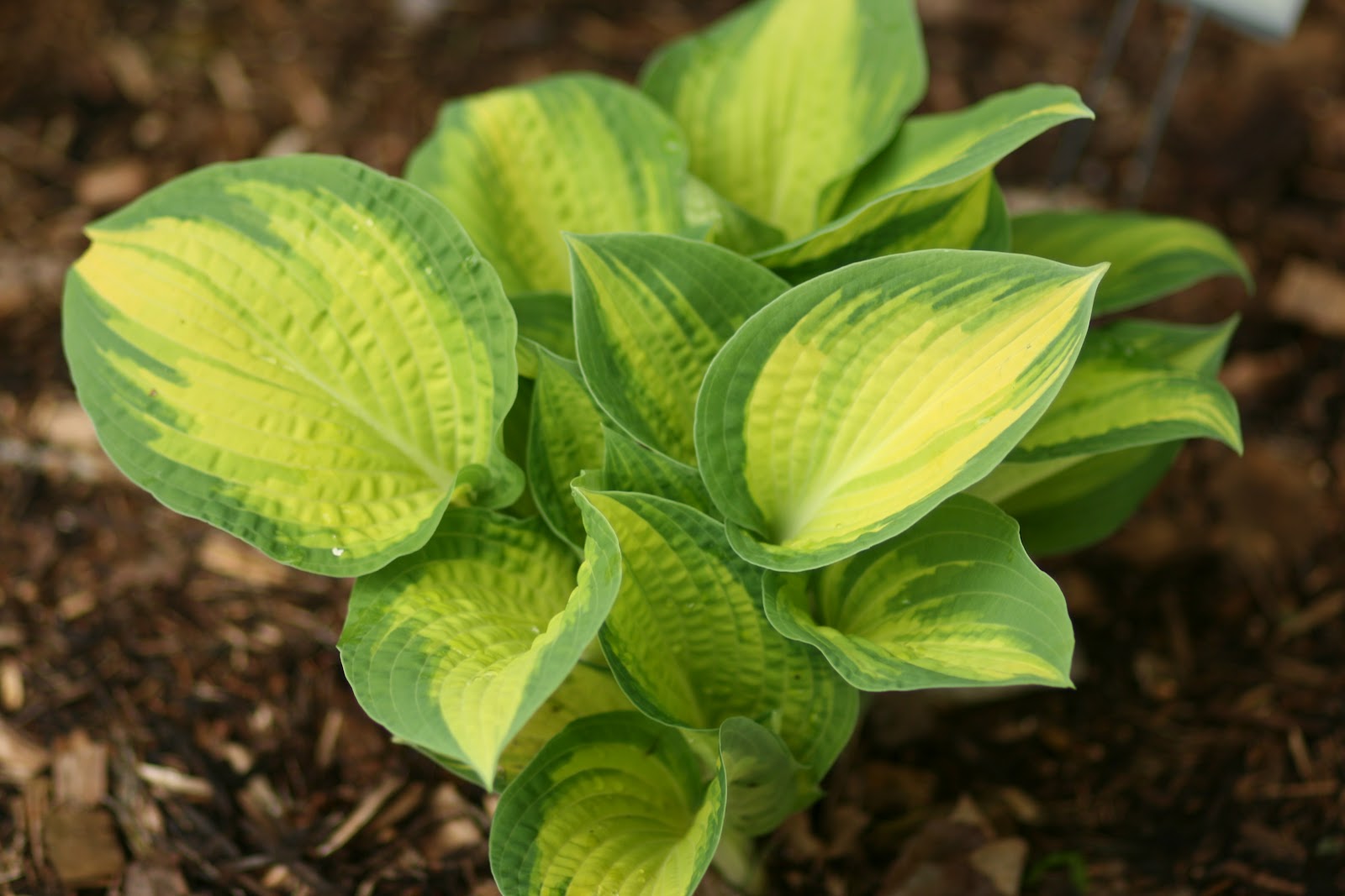 Cheesehead Gardening Hosta of the Day 'Orange Marmalade'