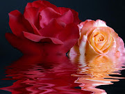Paisajes Rosas agua rosas