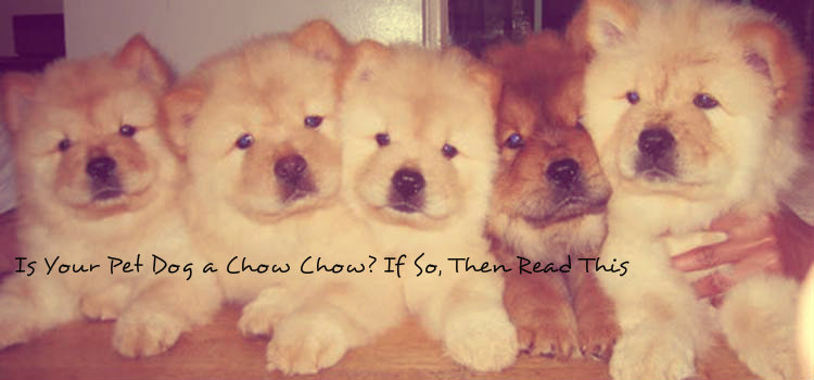 Chow Chow Personality