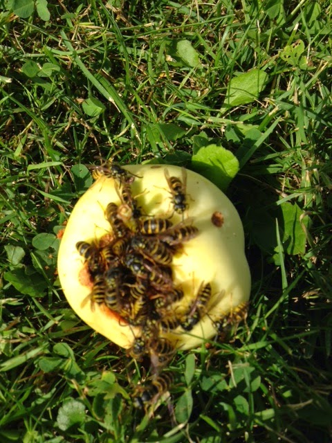 Maggies Blogg Tvara Kast I Varat Avlanga Land