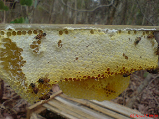 madu sarang honey comb