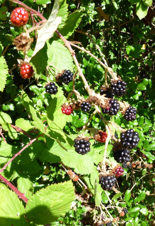 Foods For Long Life Blackberry Lemon Ginger Muffins Vegan And Gluten