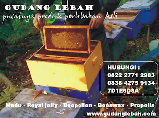 JUAL MADU SARANG: JUAL MADU SARANG 0838.4275.9134