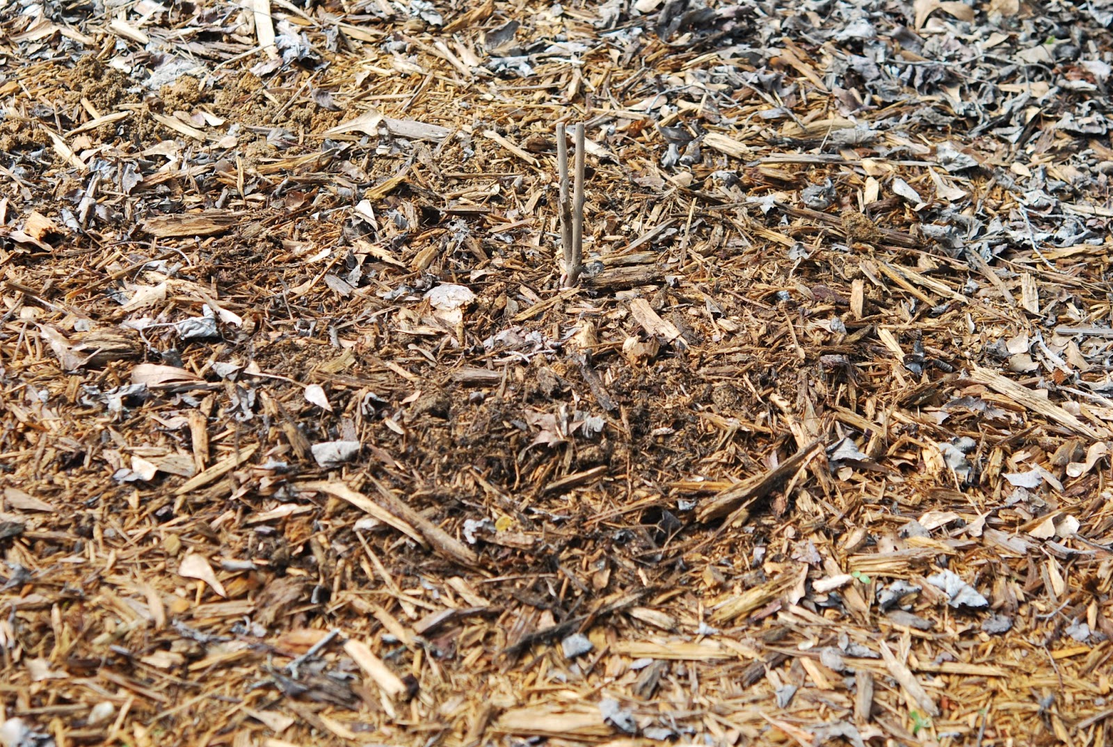 Southern Peony 2013 How to Plant a Tree Peony