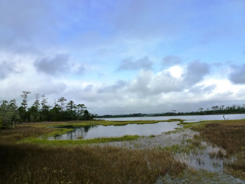North Carolina Hikes Cedar Point Tideland Trail (Croatan National Forest)