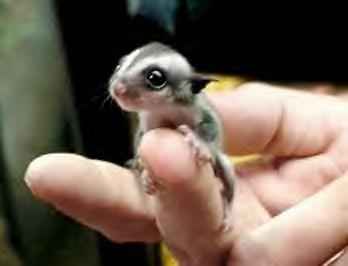 Grown Sugar Glider