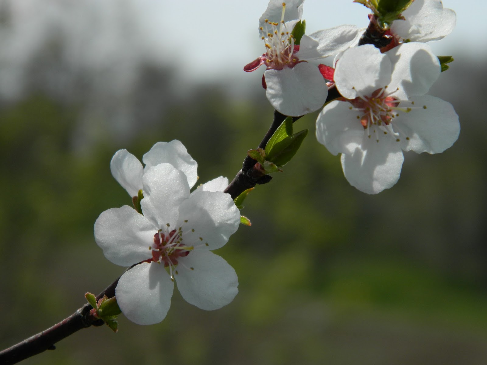 RuRal Rooted  Marketing Apple Blossoms Just In Time For Frost