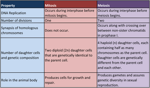 Mitosis Chart