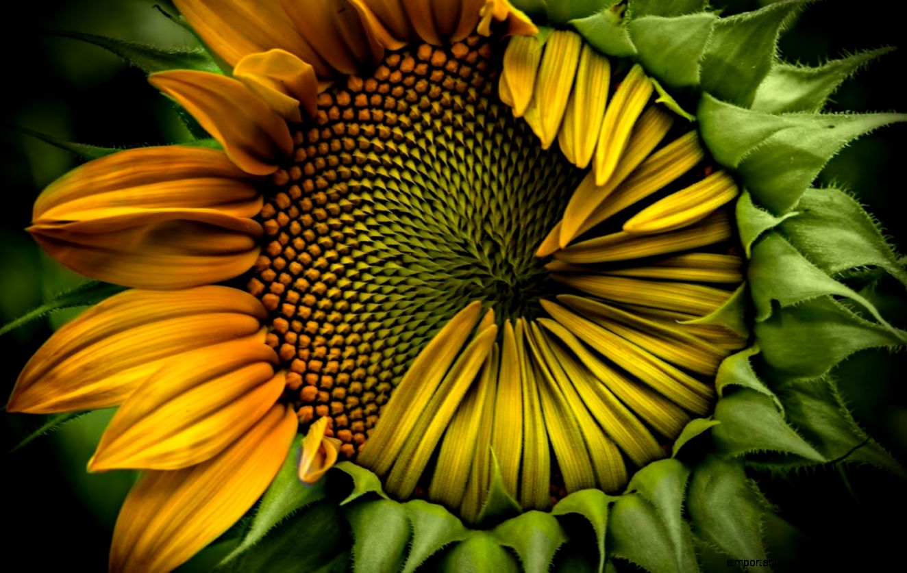 Sunflower Wallpaper Android Apps on Google Play Sunflower Wallpaper Android Apps on Google Play