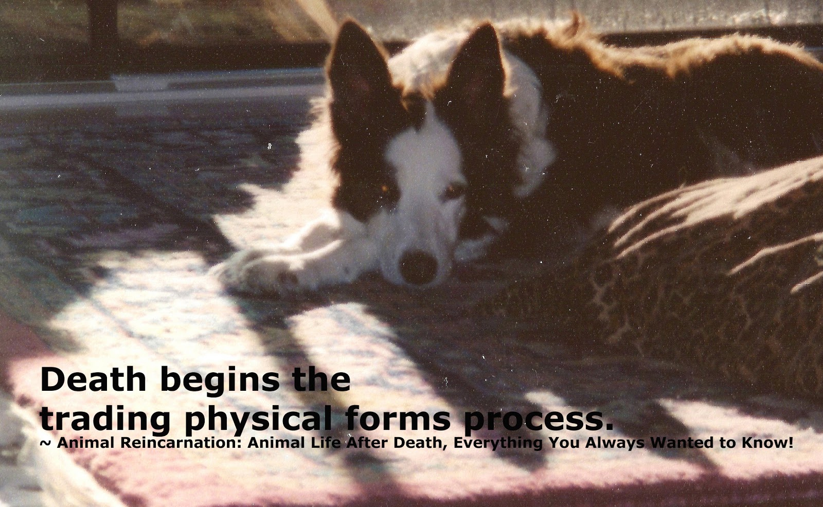 ALDC 24 Death is Just the beginning Animal Reincarnation after Pet