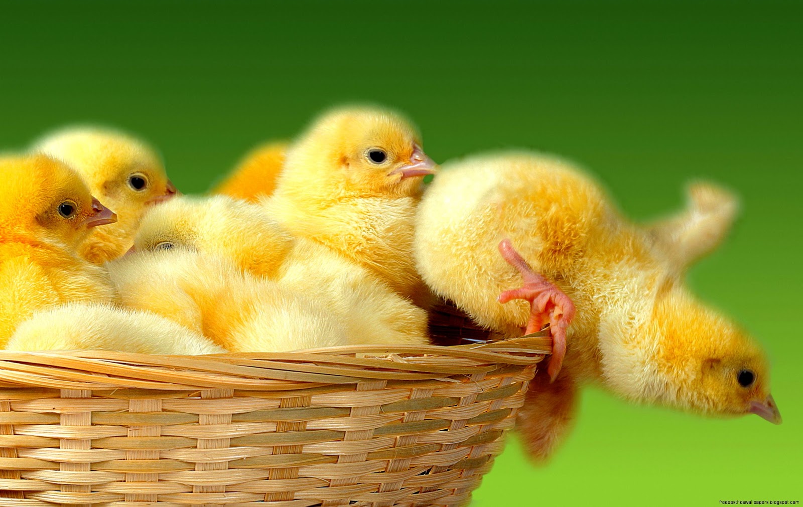 Cute Baby Chickens Cute Baby Chickens