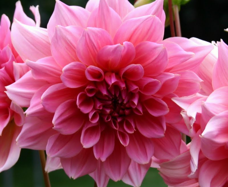 GIANT DINNER PLATE DAHLIAS WELL WORTH THE WAIT! Sowing the Seeds