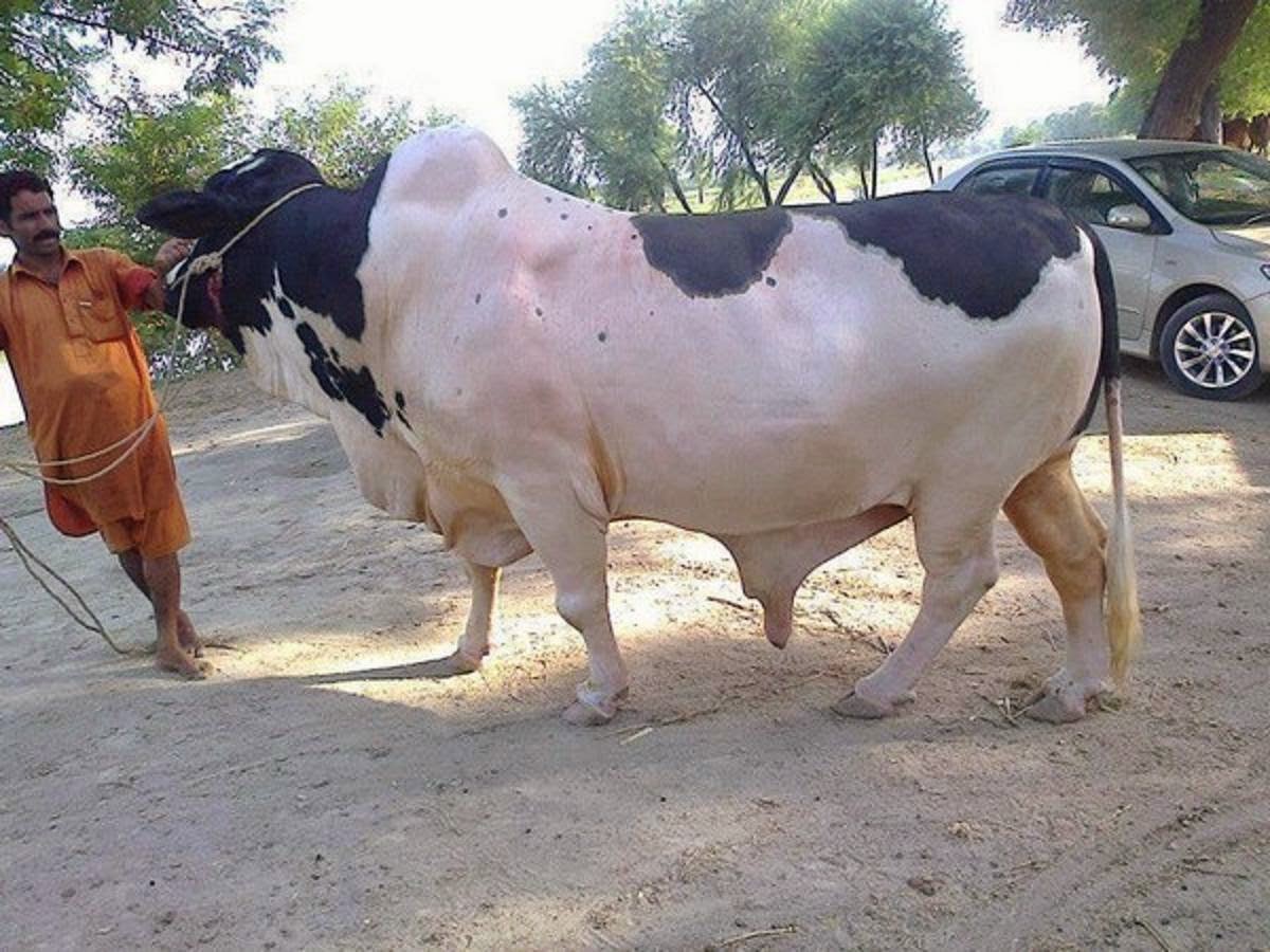 Free Download HD Wallpapers: Bakra Eid Cow Qurbani HD Wallpapers