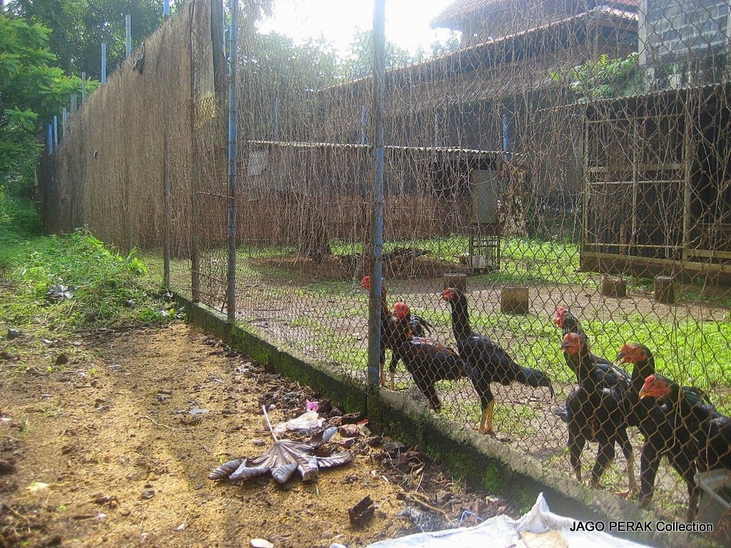 Kandang Ayam Bangkok yang Sehat Ayam Bangkok Asli