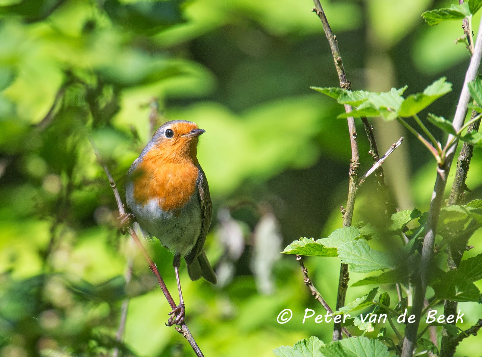 vogelskijkenmetpeter VOGELMOMENT ROODBORST
