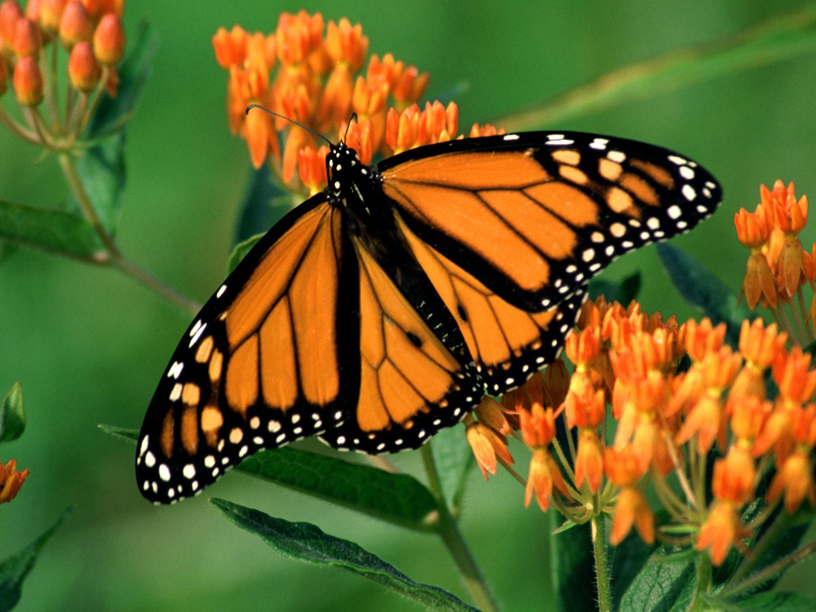 Monarch butterfly wallpaper | Amazing Wallpapers