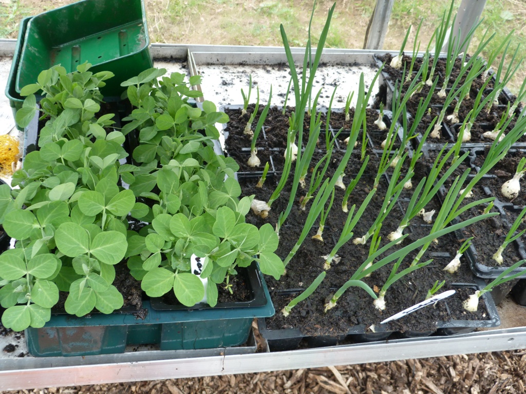 An English Homestead No Gardening Today