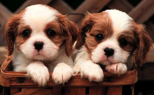 Cutest Puppy Alive