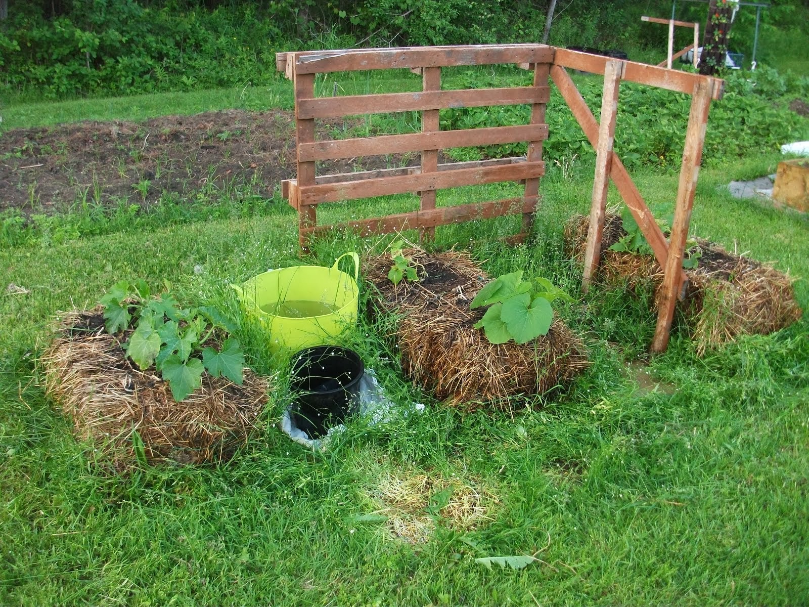 Hay Bale Gardening