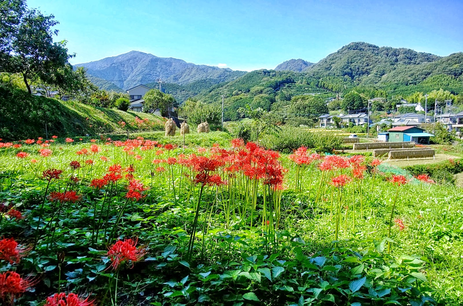 もうやん 旅の記憶 歩きつづける彼岸花咲きつづける 日向薬師に咲く彼岸花