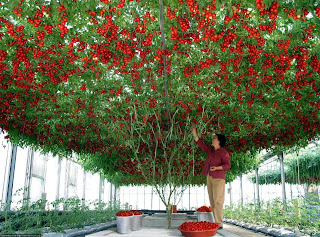 red_parand+tomatoplanting.jpg