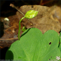 Oxalis acetosella - Szczawik zajęczy