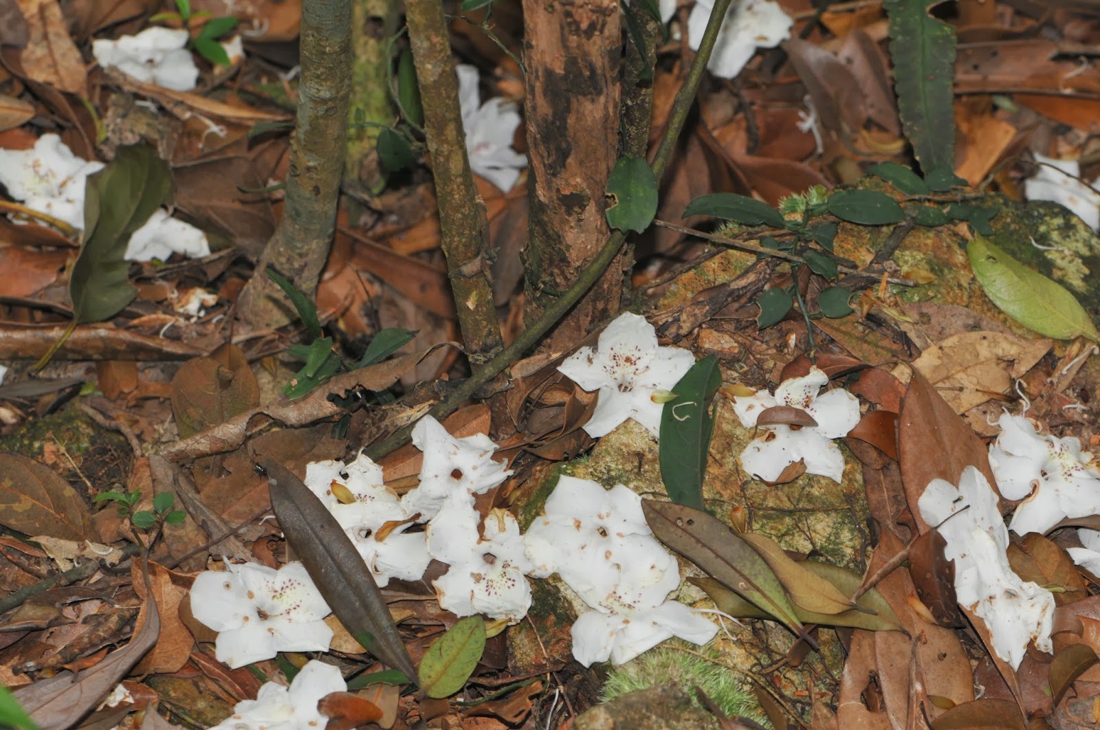 Edible Or Not Azalea Japonica Rosalind