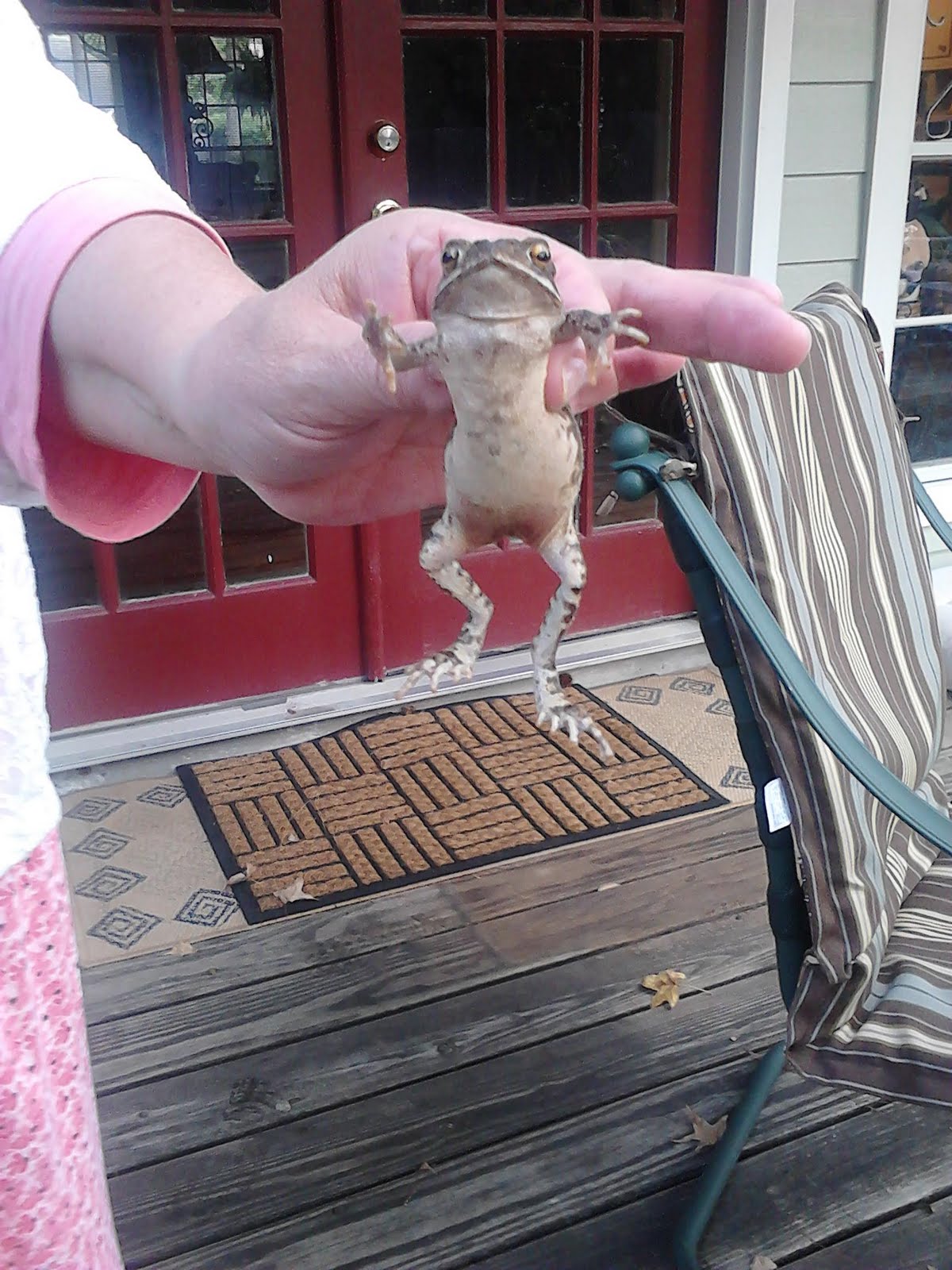 Housewife Adventures How to Make a Toad Habitat