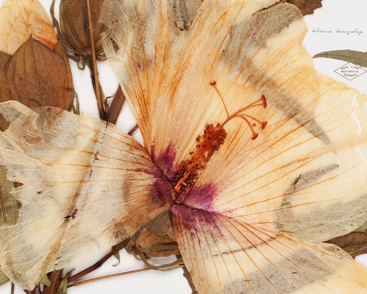 ... Photo Repro: More Free NYBG Wallpaper - Rare Hibiscus dasycalyx