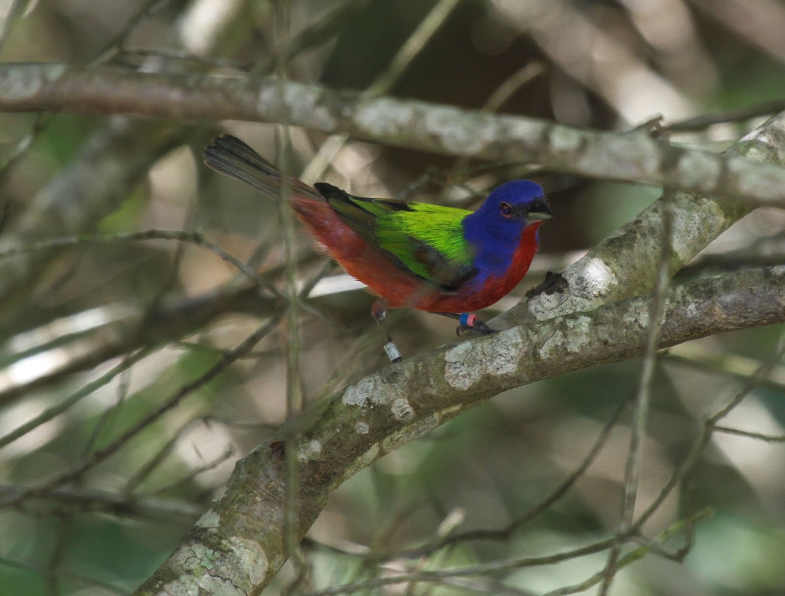 Gale's Photo and Birding Blog Painted Bunting