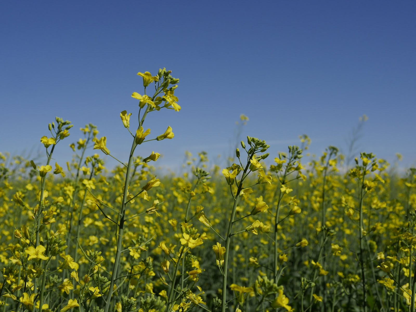 St. Isidore, Alberta Backwoods Mama