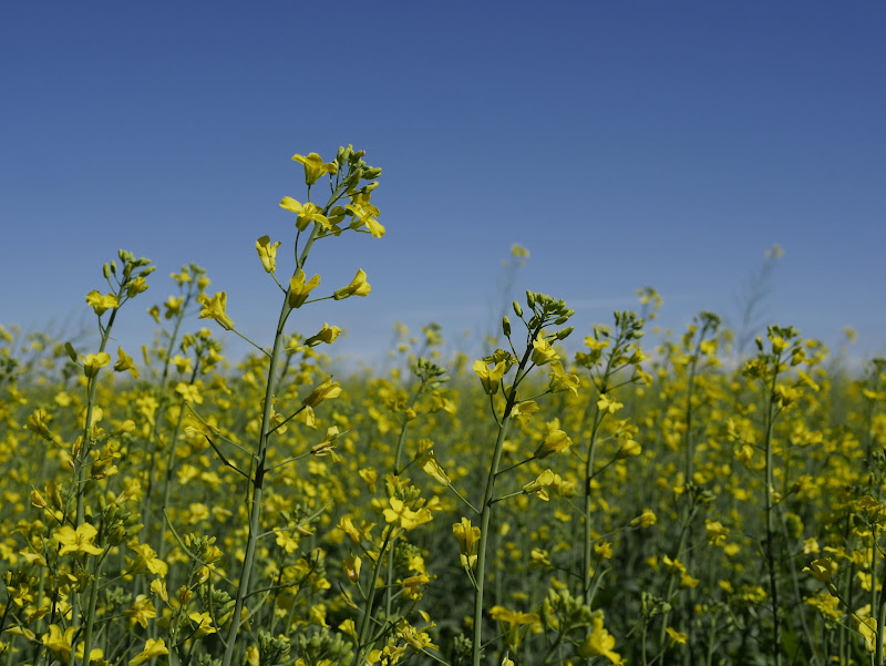 St. Isidore, Alberta Backwoods Mama