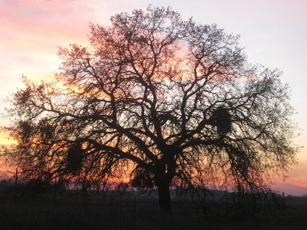Oak Sunset